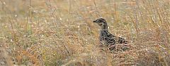 Greater Prairie-Chicken